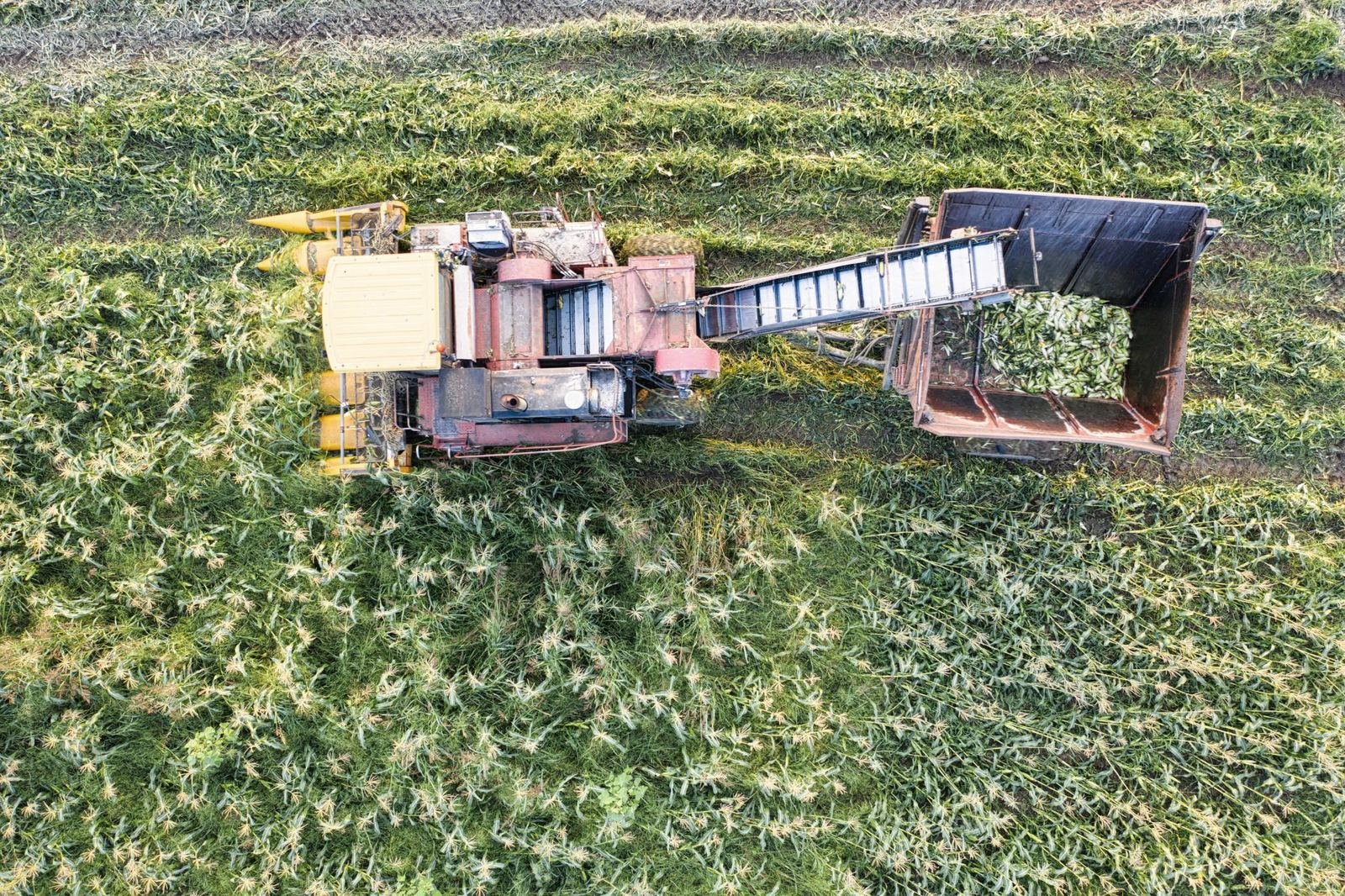 Harvester unloading into a trailer in the field