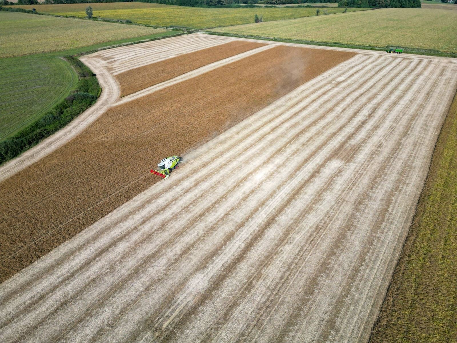 Combine harvester working a wheat field seen from above